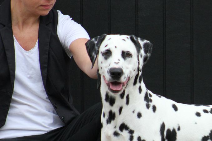 SE UCH DK UCH Spotdogs Delicate Design  HD A  BAER  +/+ 5 Cacib 6 R-Cacib   Mh beskriven   CRUFTS KVAL2017
Mamma till Gladiatorkullen 2015 och Game Of Throneskullen 2017.